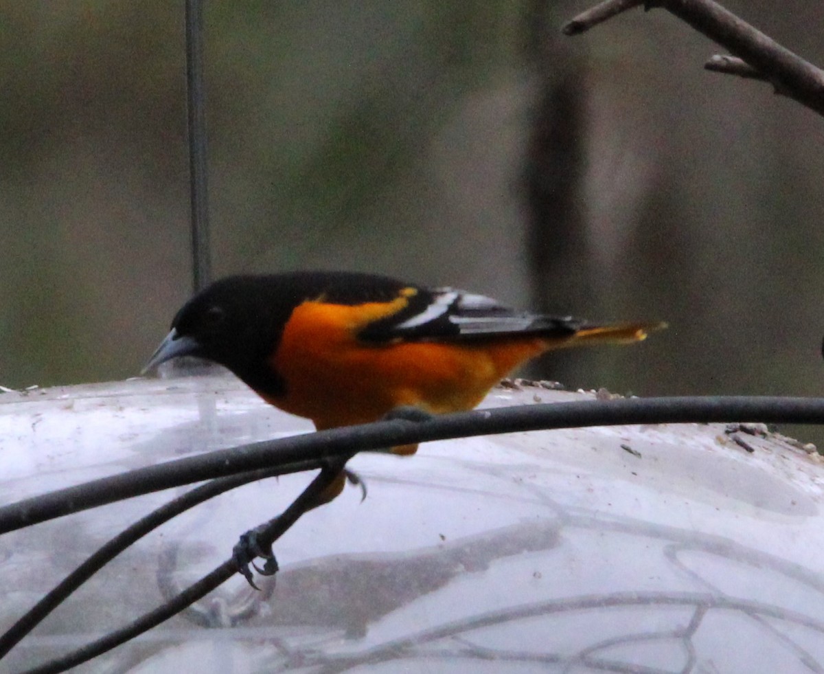 Baltimore Oriole - ML628099591