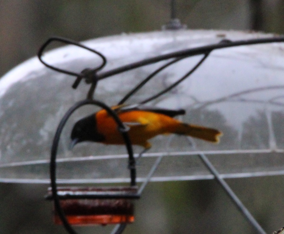 Baltimore Oriole - ML628099592