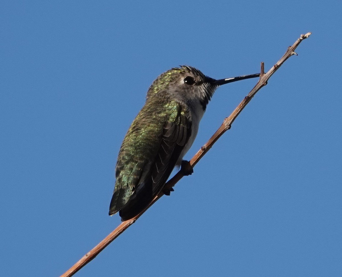 Costa's Hummingbird - ML628099710