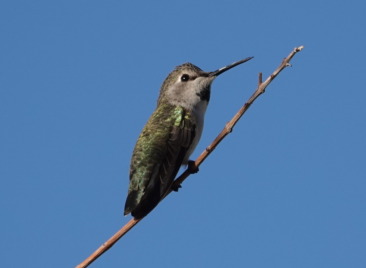 Costa's Hummingbird - ML628099711