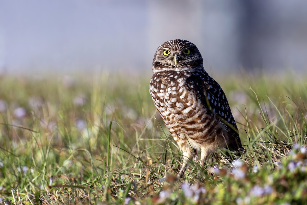 Burrowing Owl - ML628099736