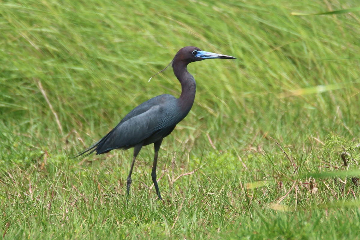 Little Blue Heron - ML628099872