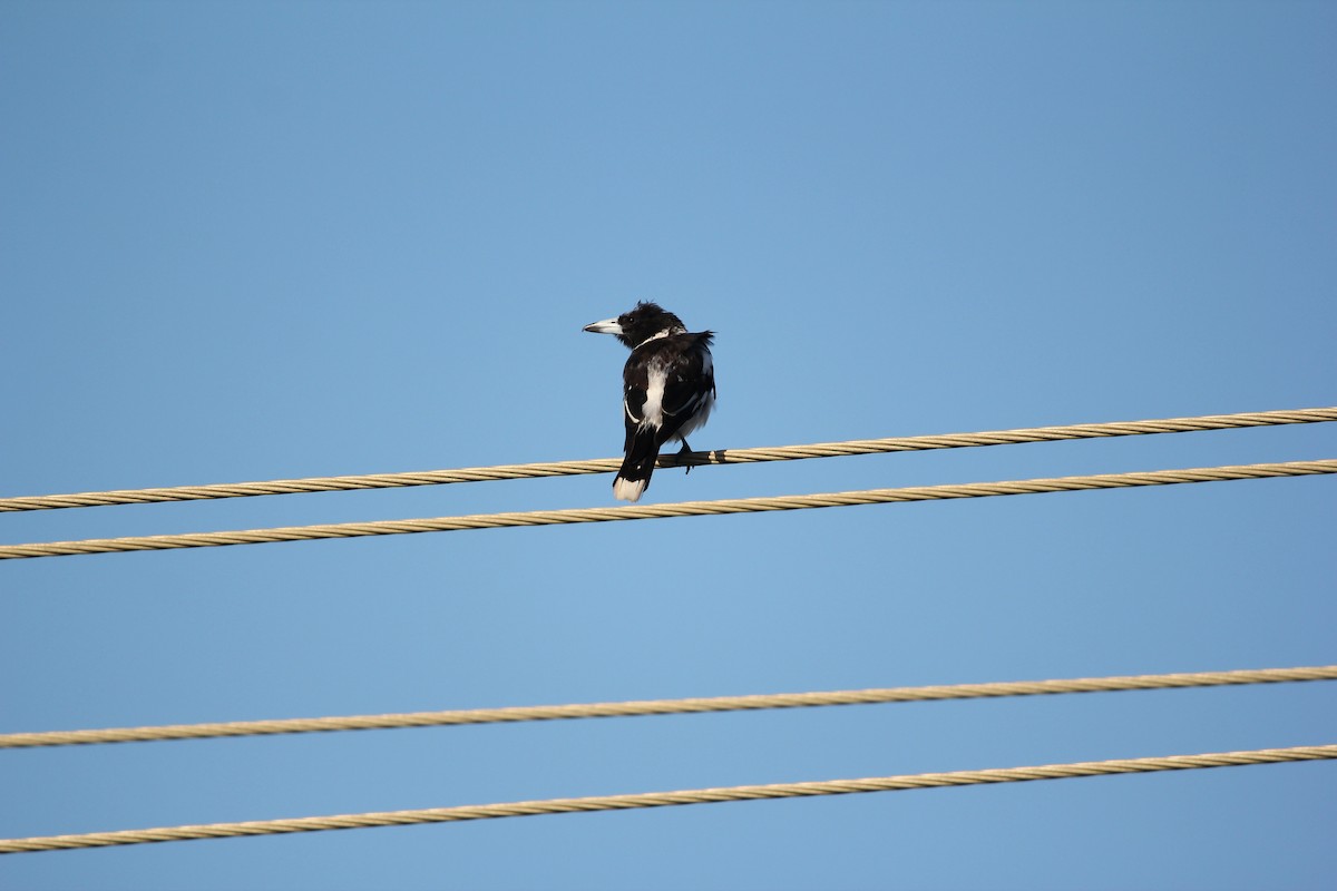 Pied Butcherbird - ML628099875