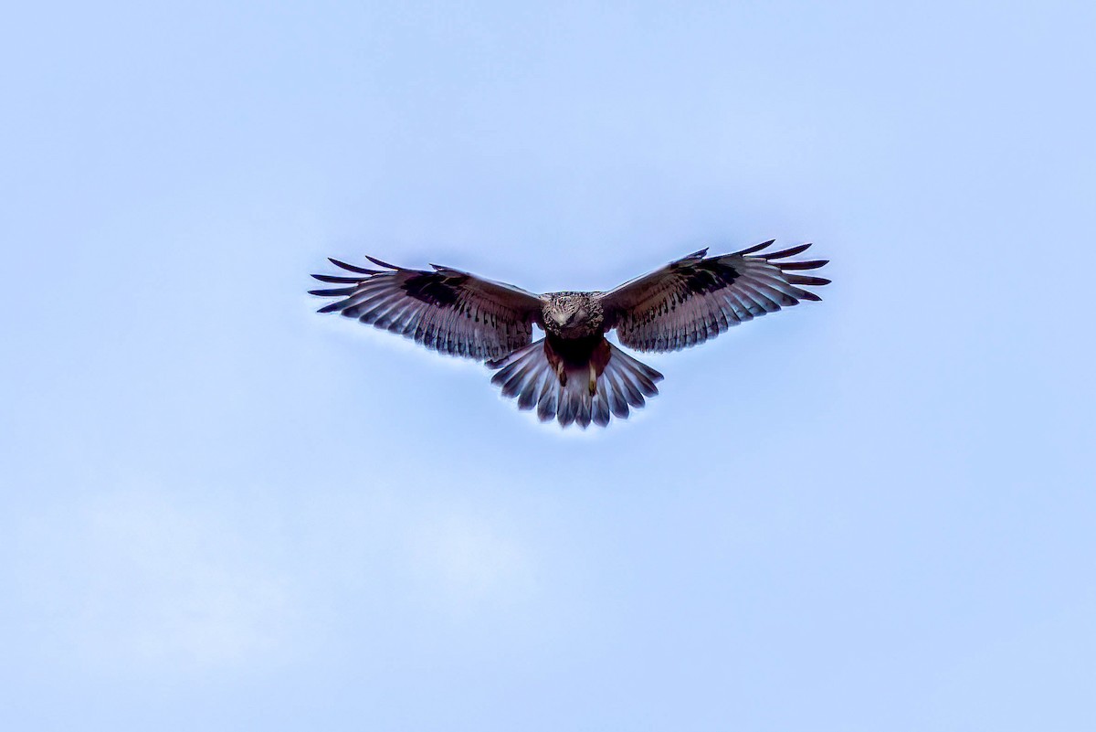 Rough-legged Hawk - ML628099946