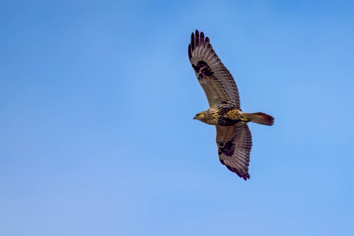 Rough-legged Hawk - ML628099947