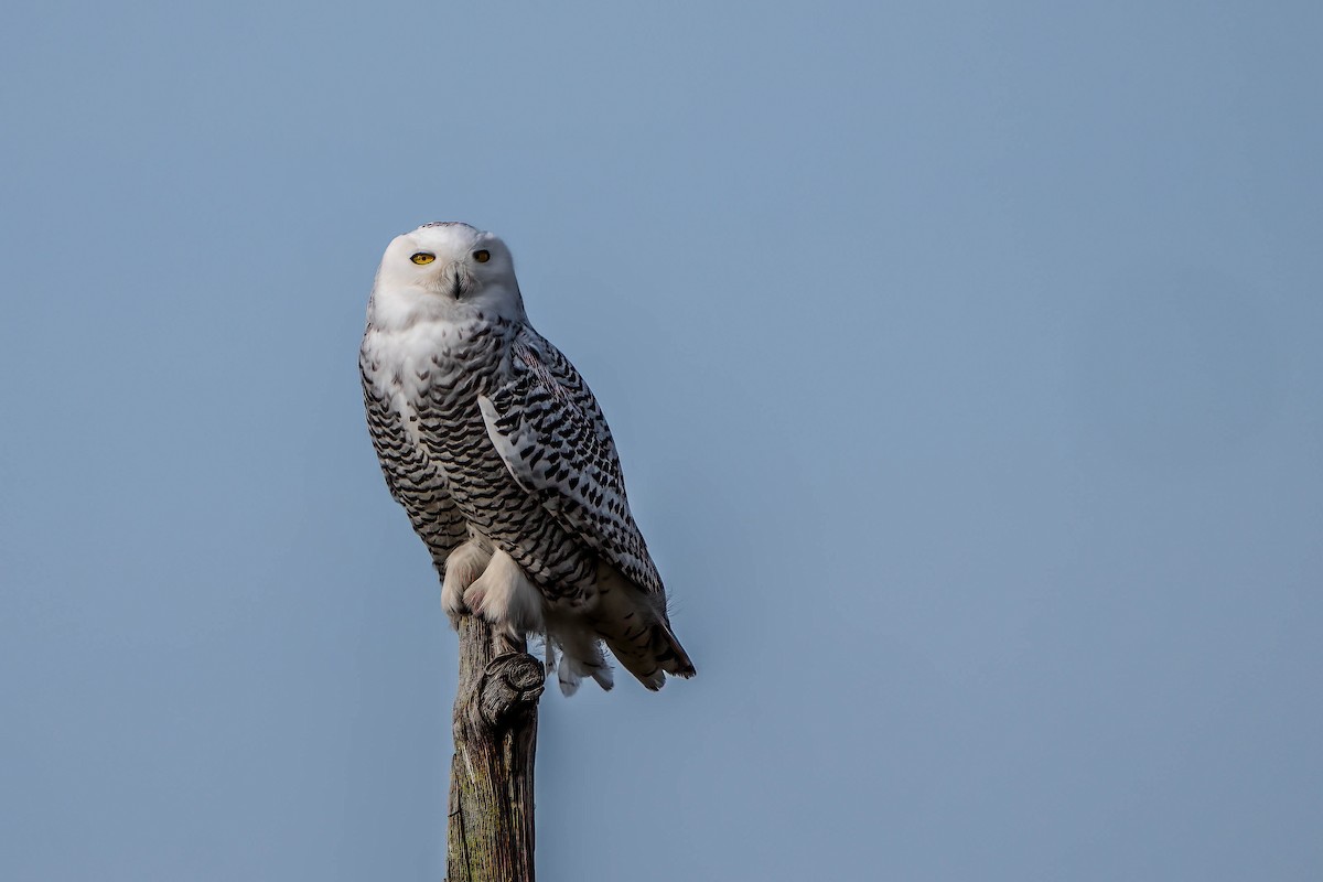 Snowy Owl - ML628099958