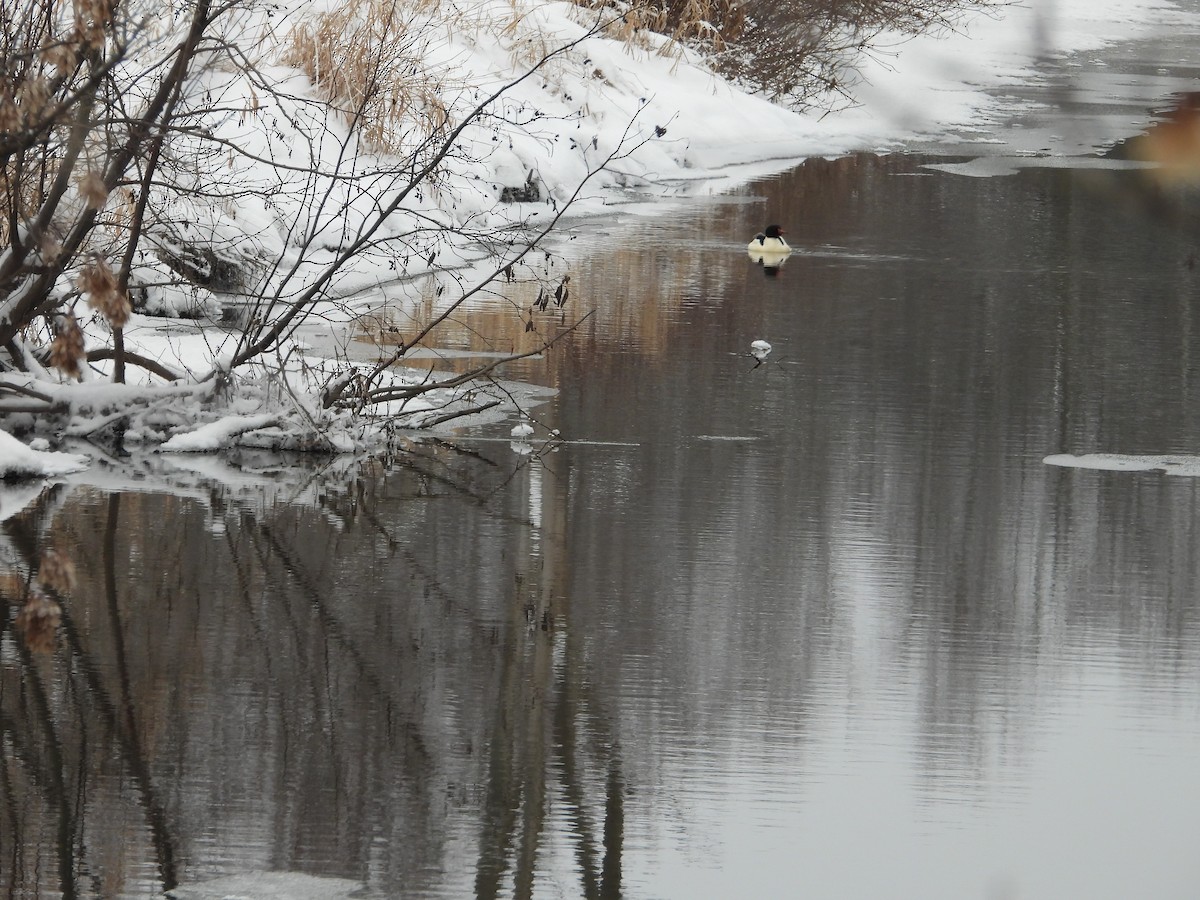 Common Merganser - ML628099960