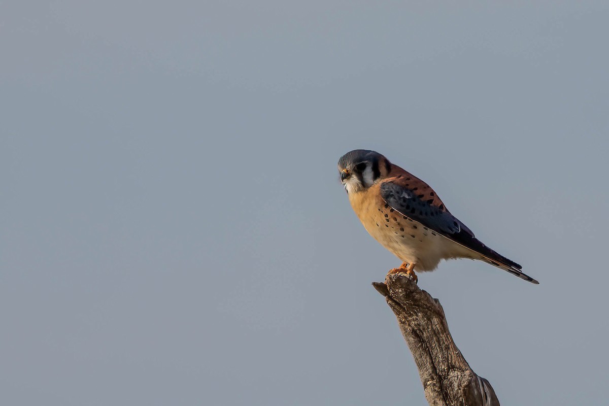 American Kestrel - ML628099969