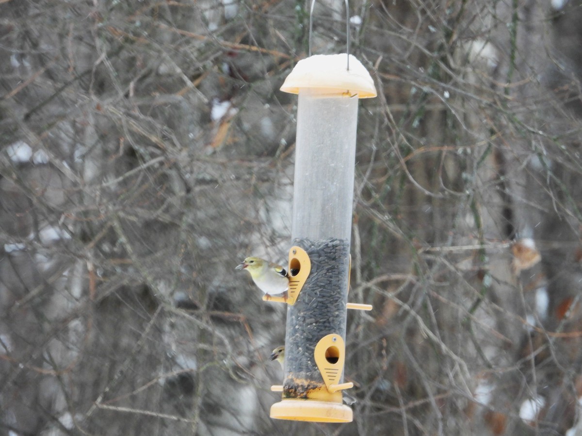 American Goldfinch - ML628099972
