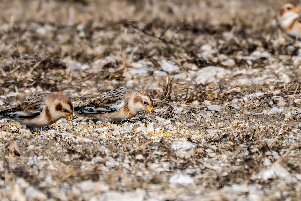 Snow Bunting - ML628099993