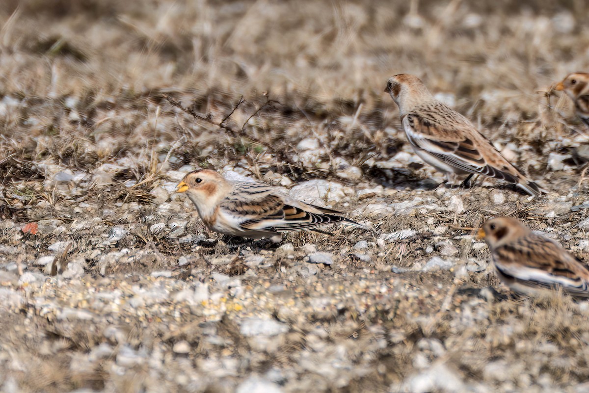 Snow Bunting - ML628099994