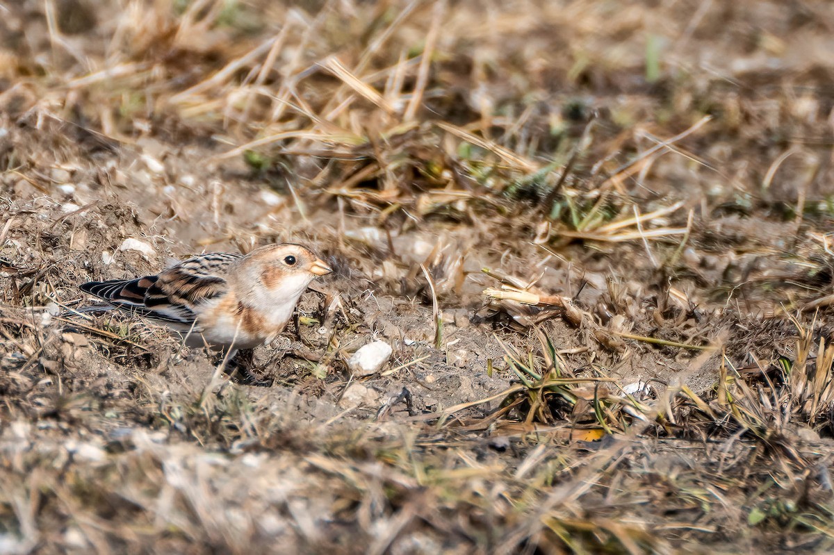 Snow Bunting - ML628099995