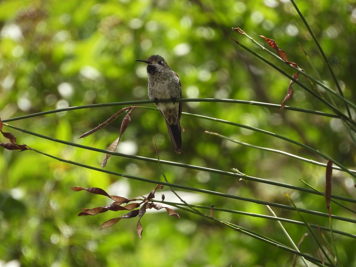 Bronze-tailed Comet - ML628100059