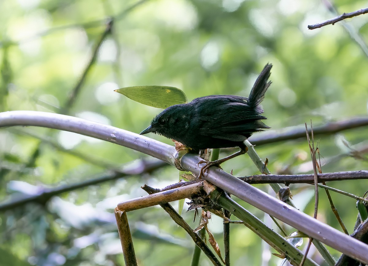 Blackish Tapaculo - ML628100149