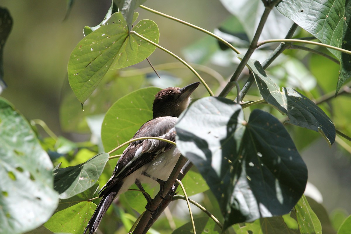 Pied Butcherbird - ML628100163