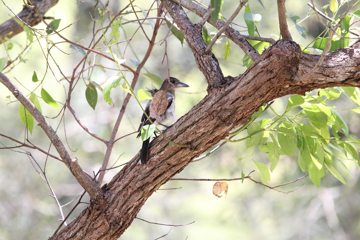 Pied Butcherbird - ML628100164