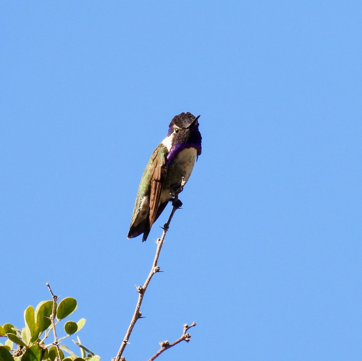 Costa's Hummingbird - ML628100213