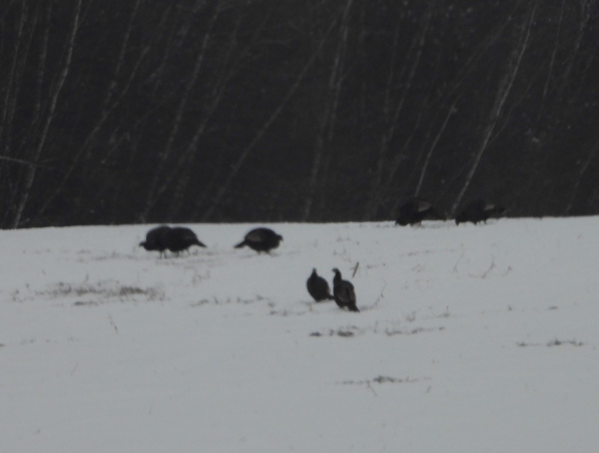 Wild Turkey - ML628100231