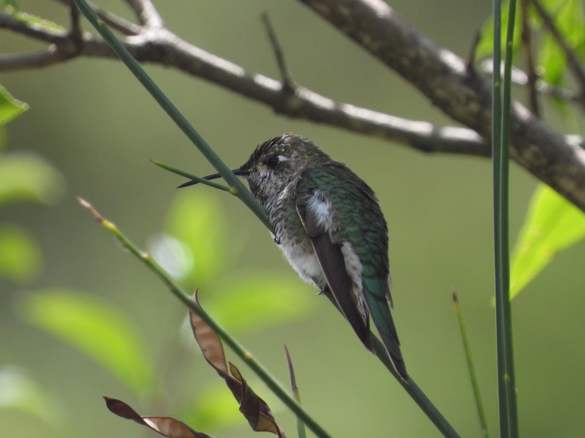 Bronze-tailed Comet - ML628100284