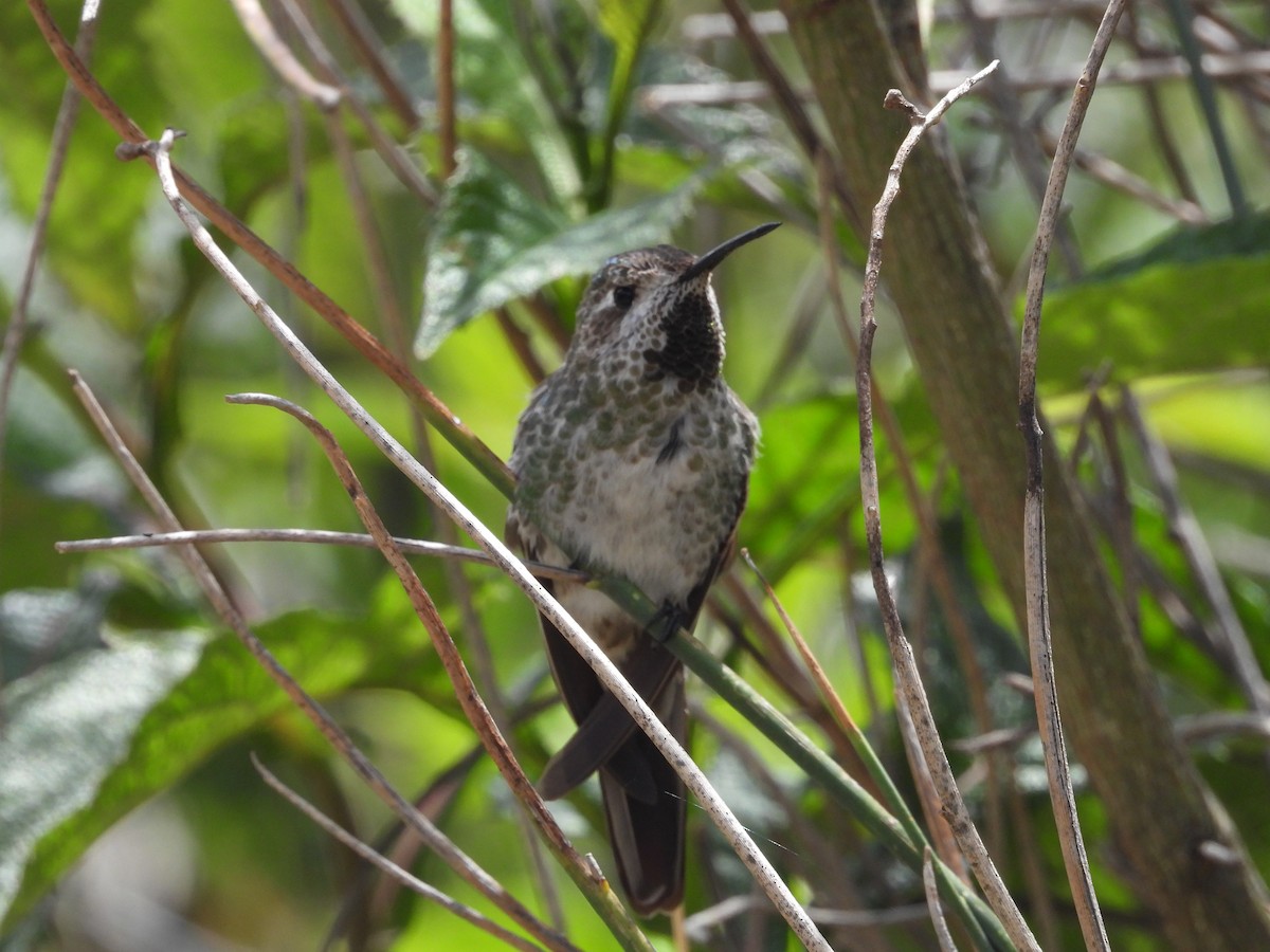 Bronze-tailed Comet - ML628100285