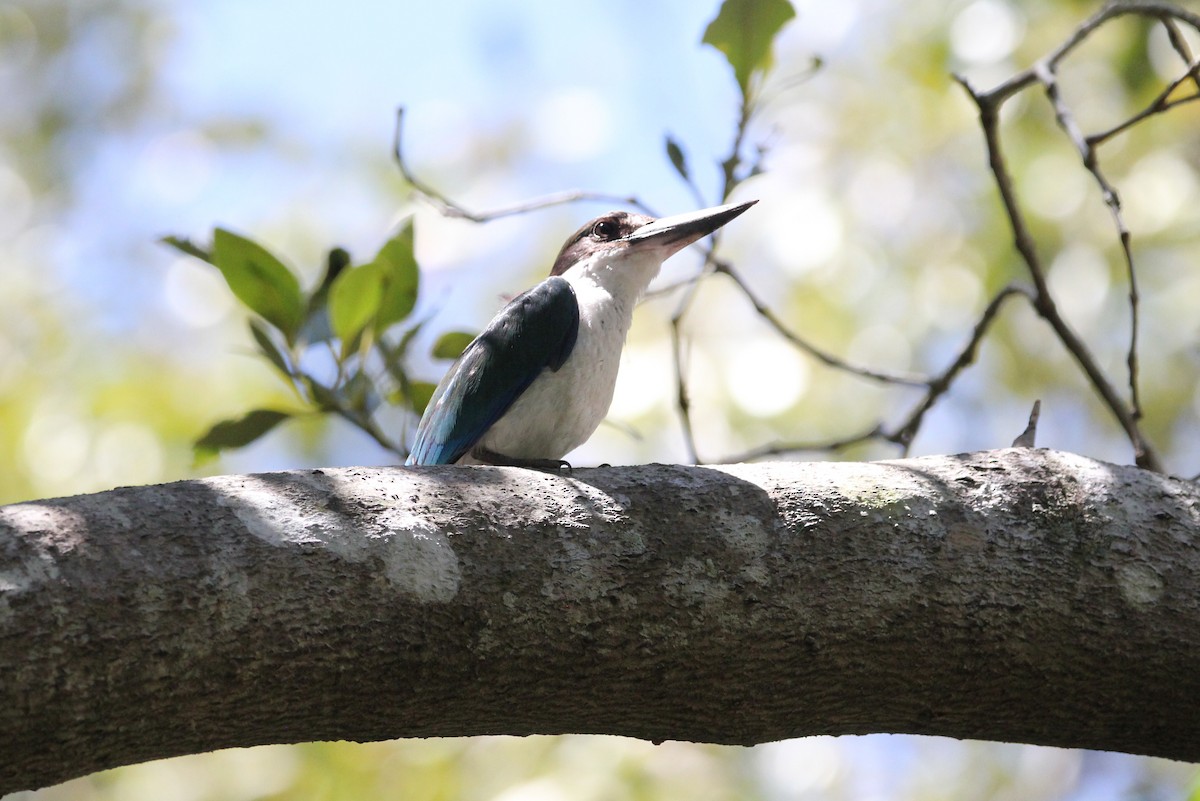 Torresian Kingfisher - ML628100309