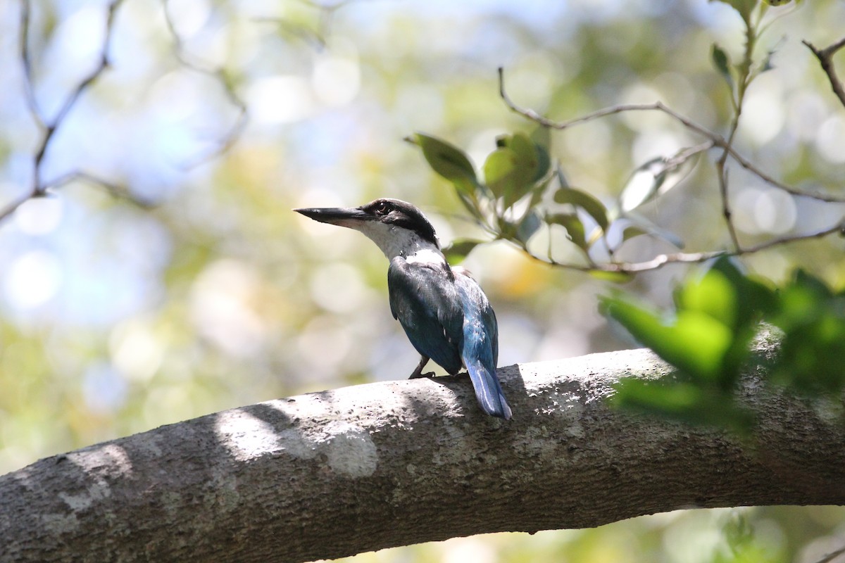 Torresian Kingfisher - ML628100310