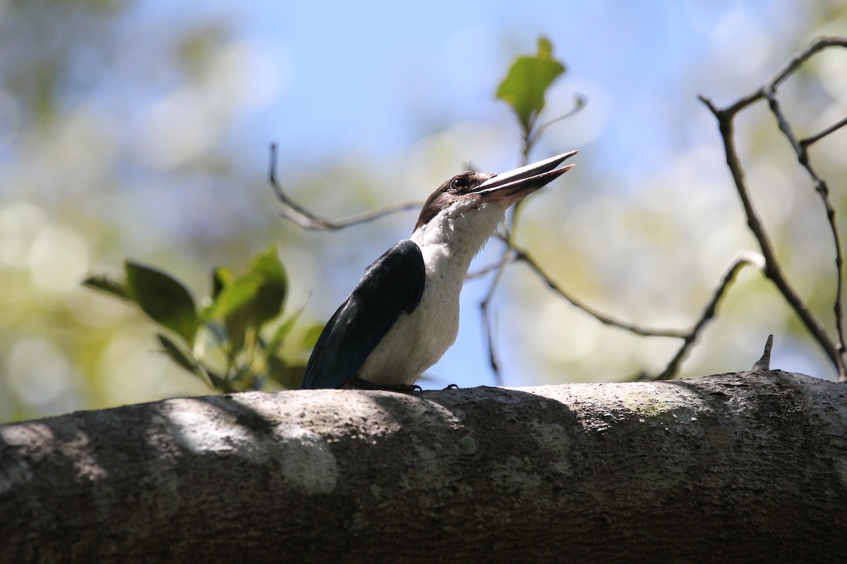 Torresian Kingfisher - ML628100311