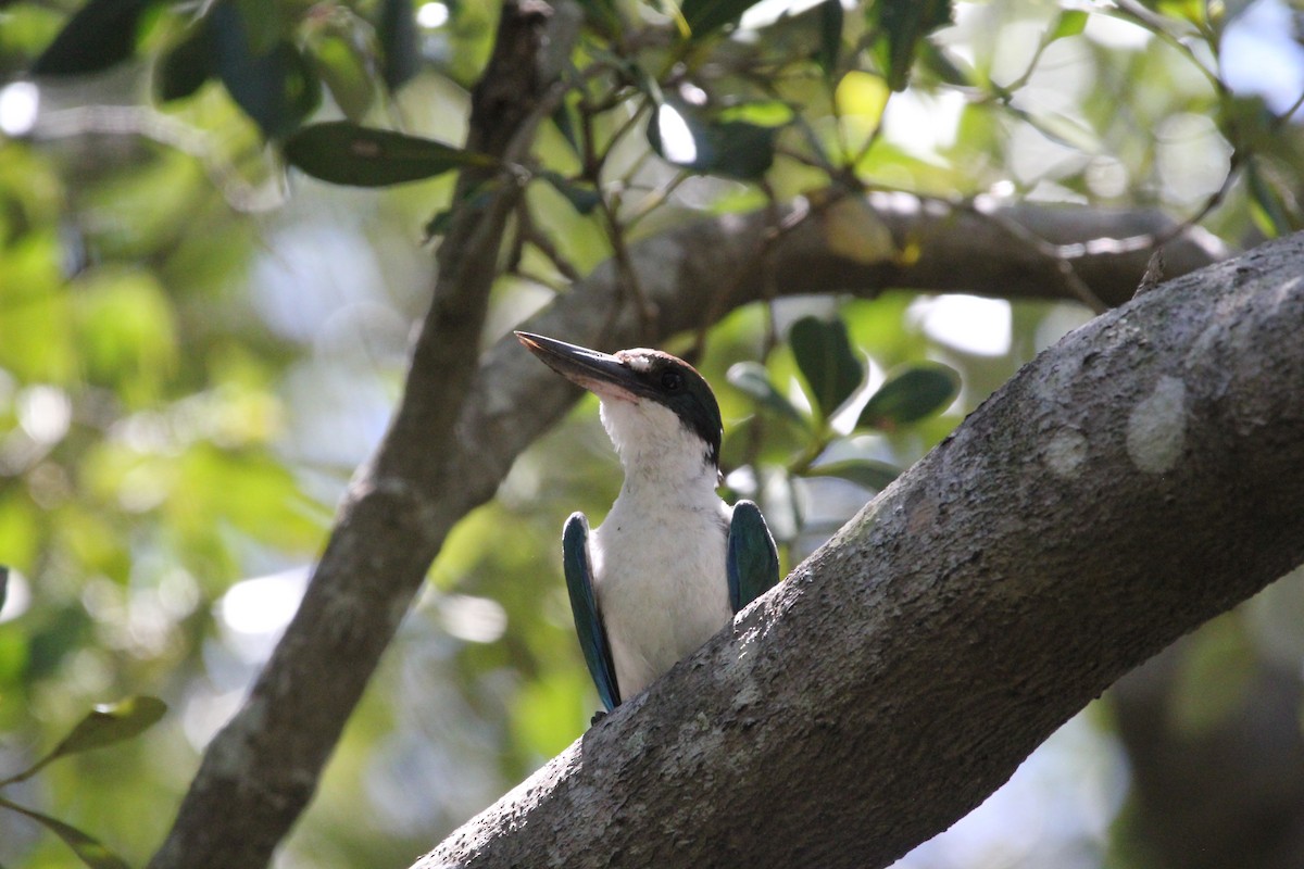 Torresian Kingfisher - ML628100312