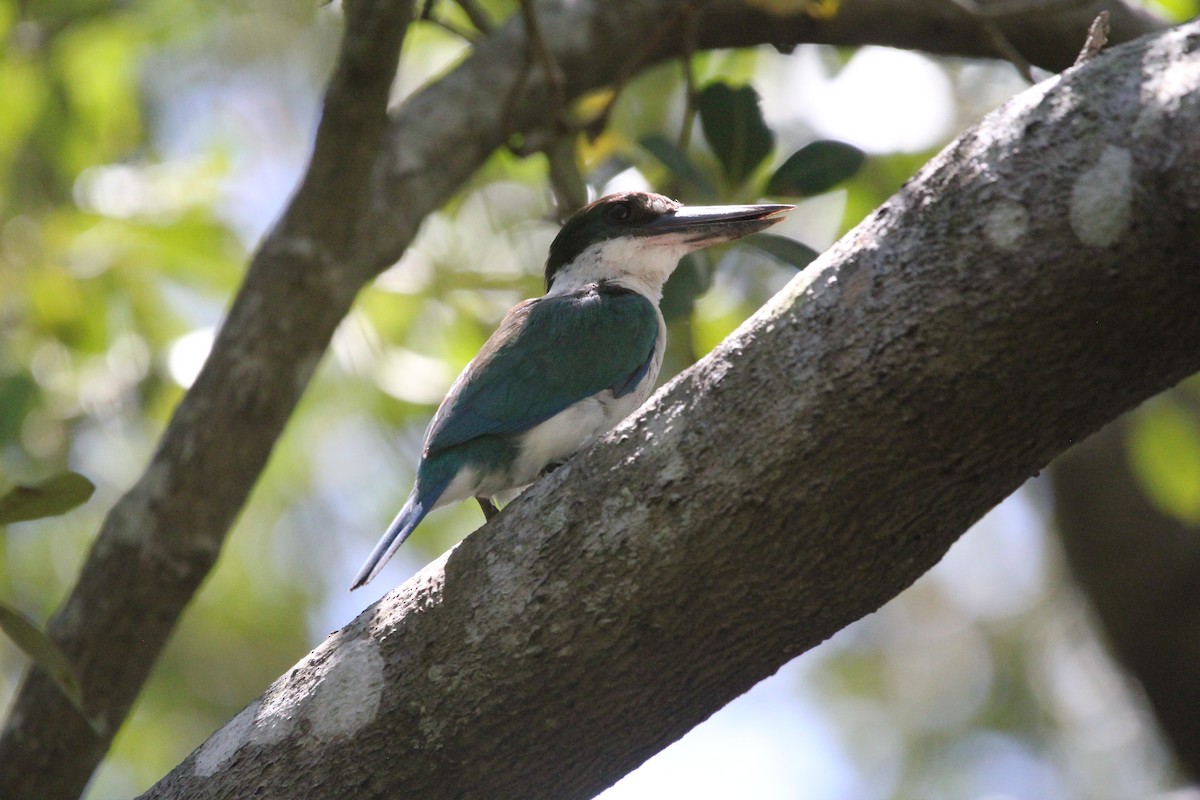 Torresian Kingfisher - ML628100313