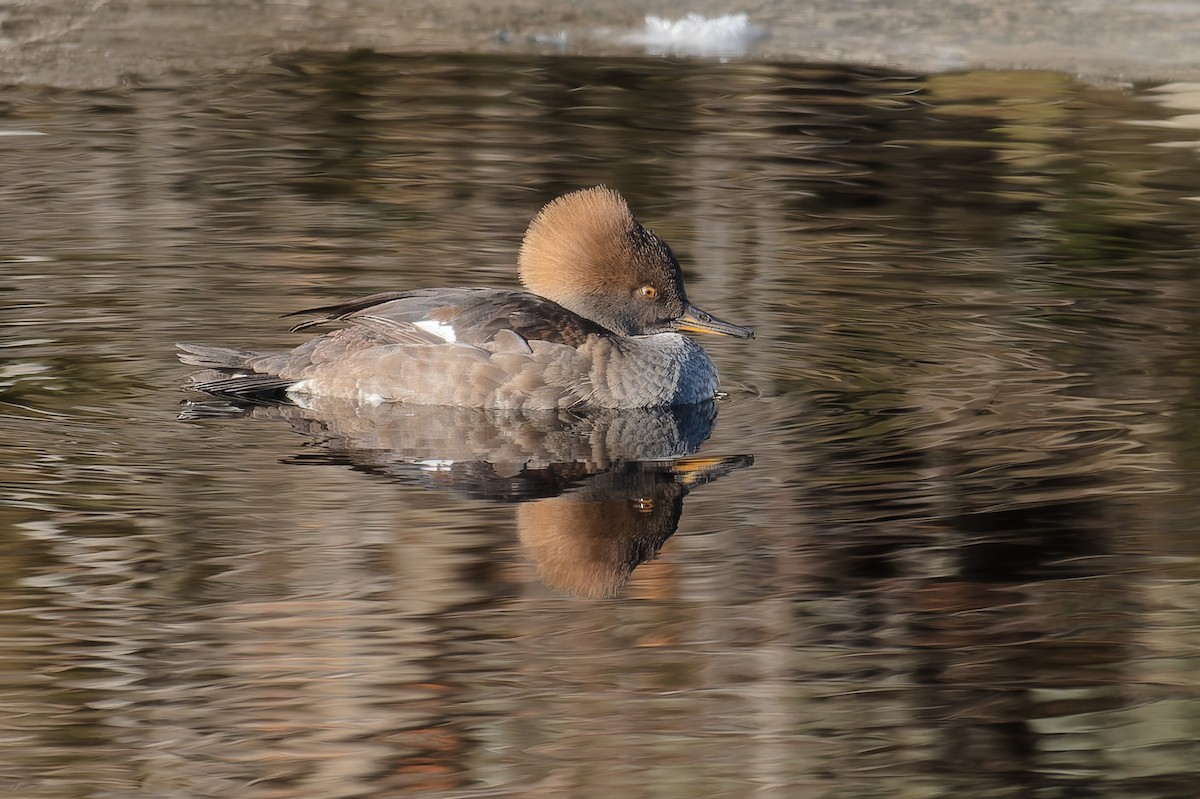 Hooded Merganser - ML628100366