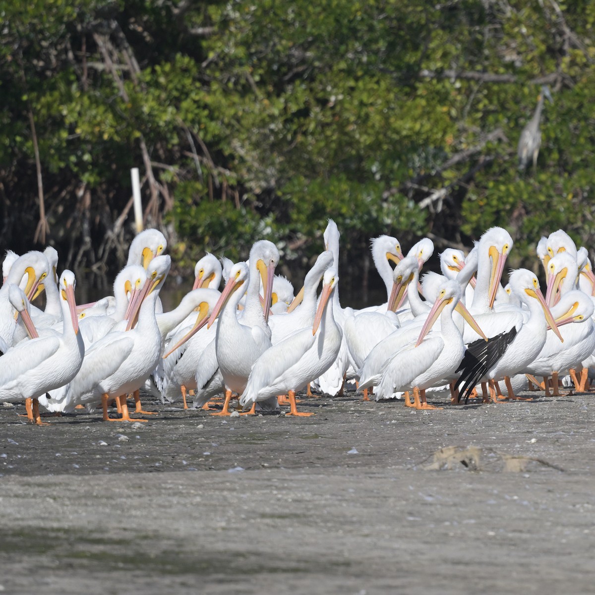 American White Pelican - ML628100445