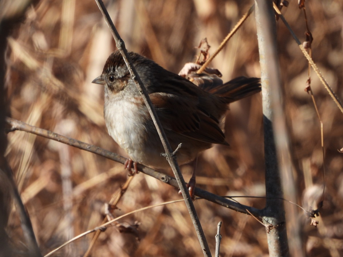 Swamp Sparrow - ML628100501