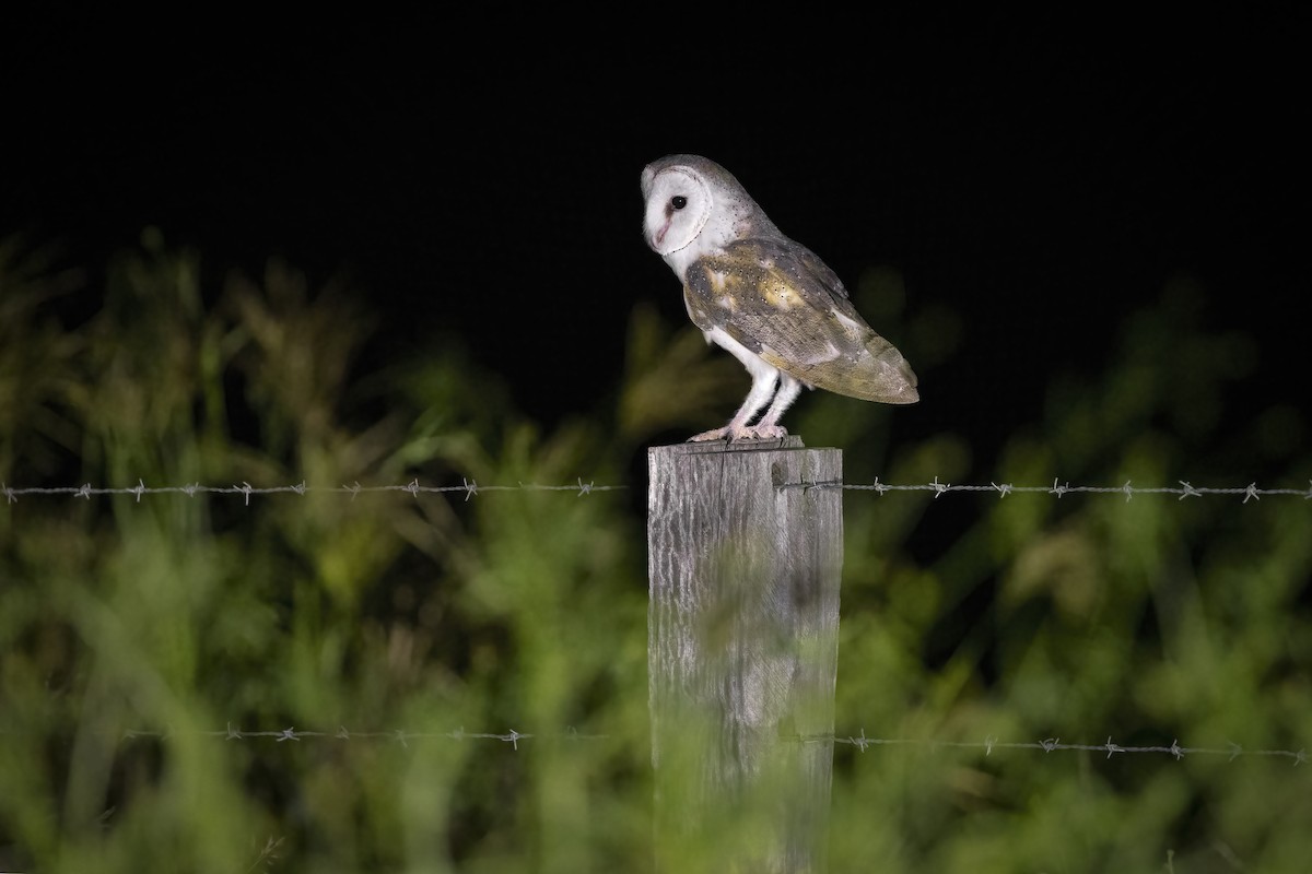 Eastern Barn Owl - ML628100503