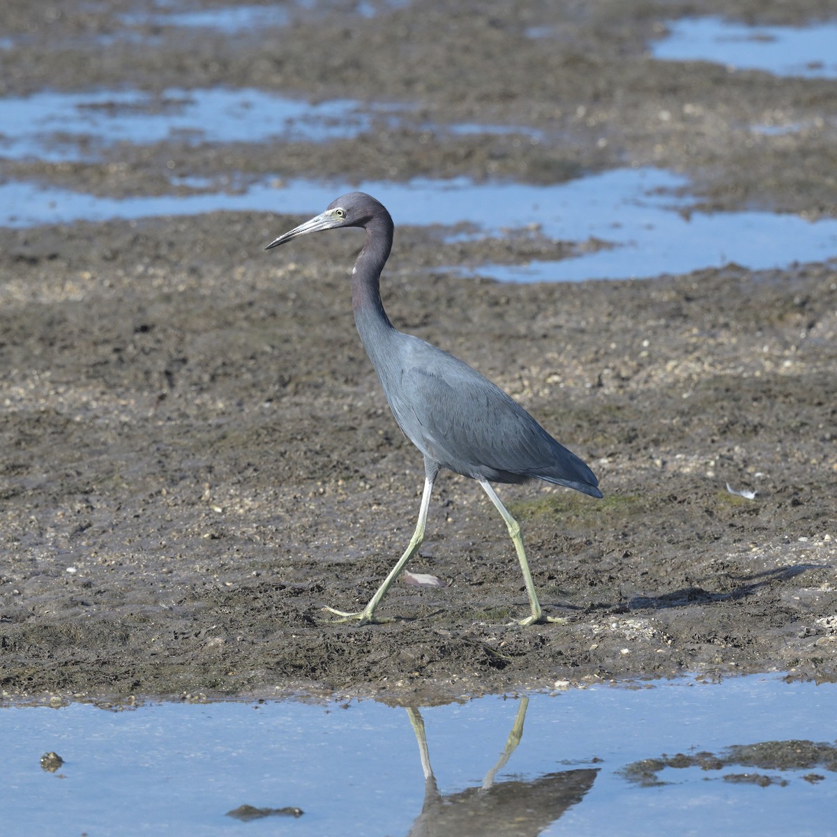 Little Blue Heron - ML628100518