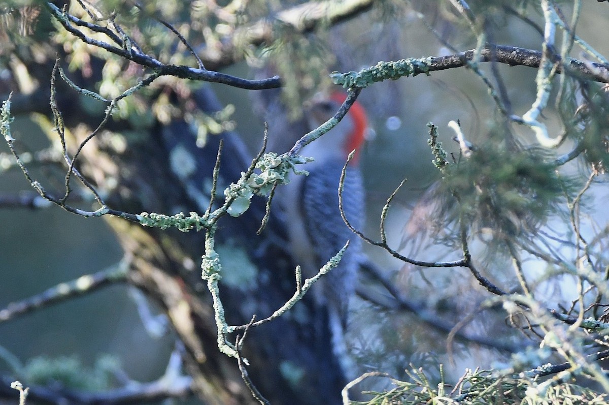 Red-bellied Woodpecker - ML628100531