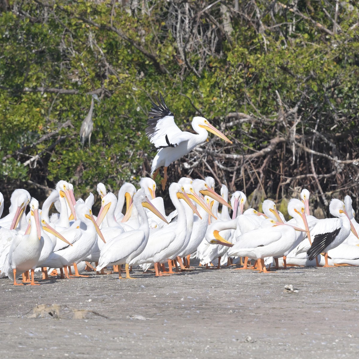 American White Pelican - ML628100567