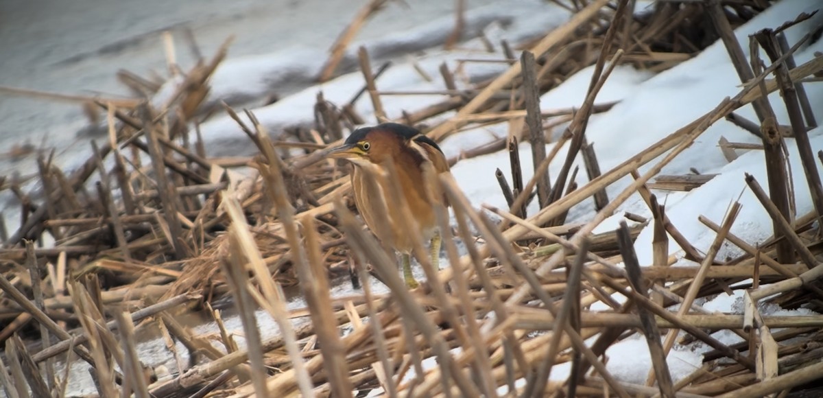 Least Bittern - ML628100572