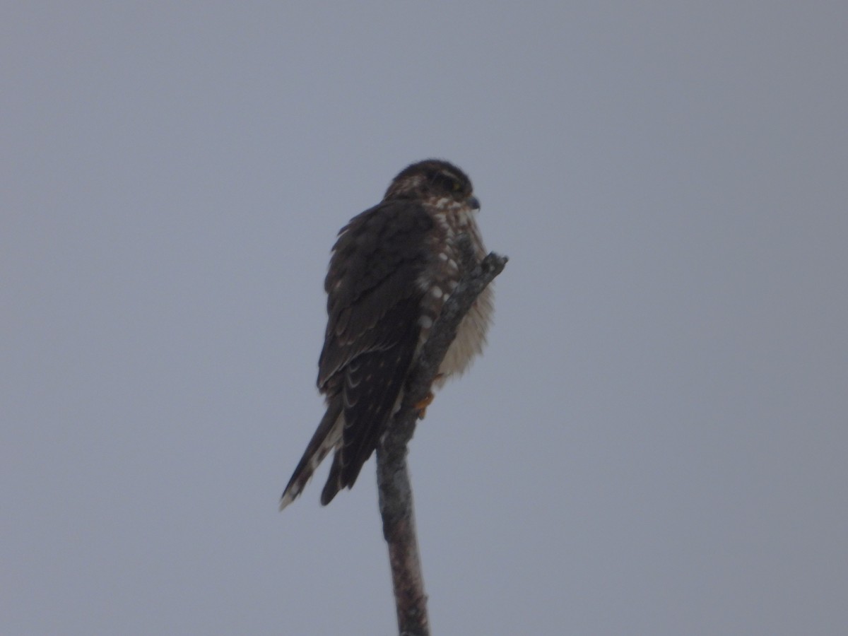 Merlin - ML628100616