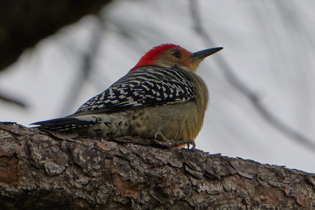 Red-bellied Woodpecker - ML628100674