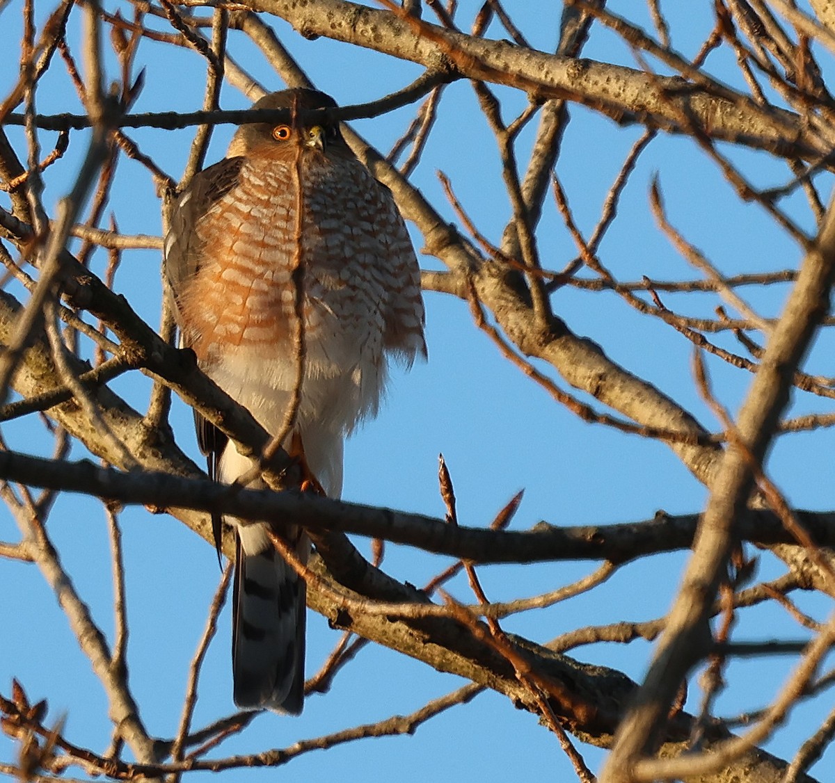 Sharp-shinned Hawk - ML628100718