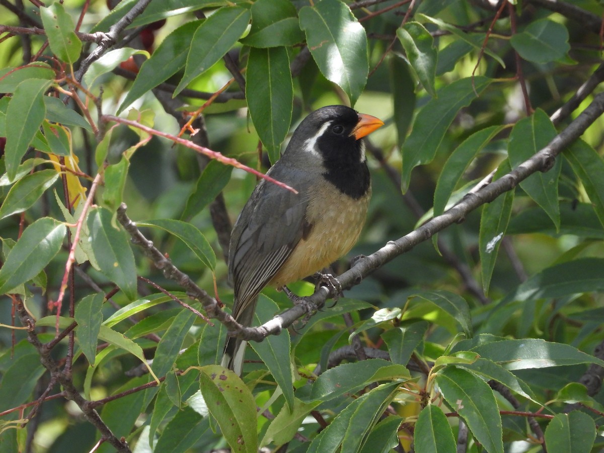 Golden-billed Saltator - ML628100794