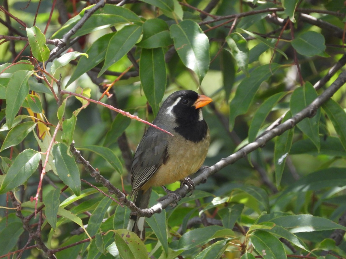 Golden-billed Saltator - ML628100795