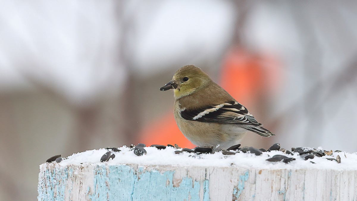 American Goldfinch - ML628100812