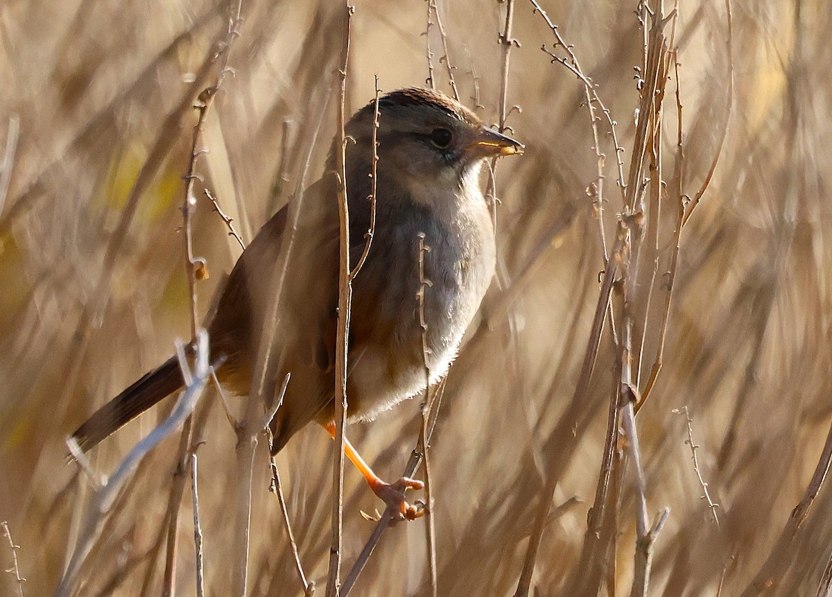 Swamp Sparrow - ML628100919