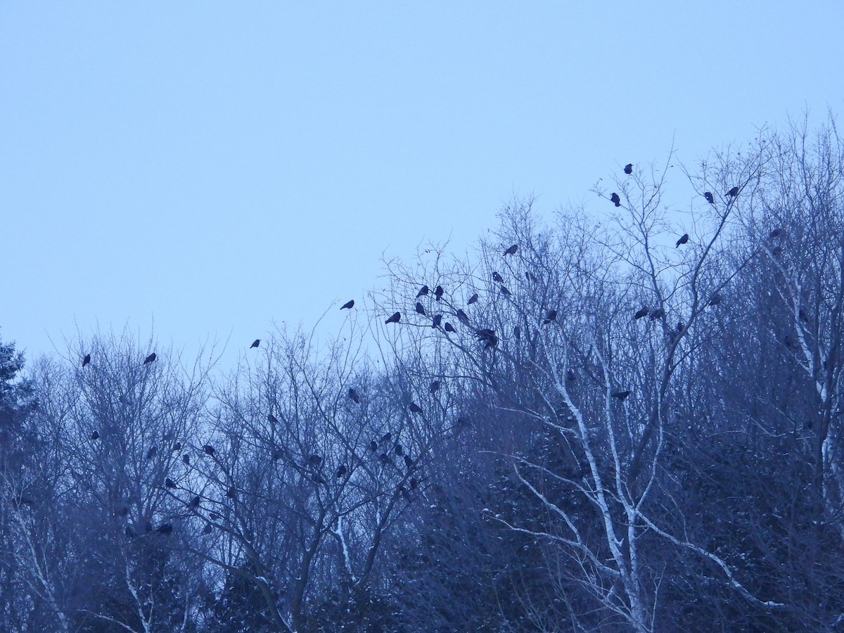 American Crow - ML628100929