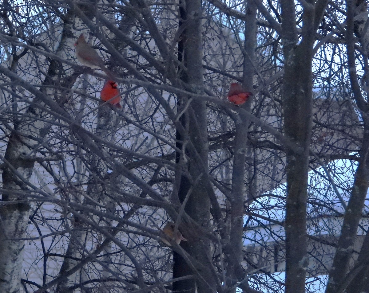 Northern Cardinal - ML628100990