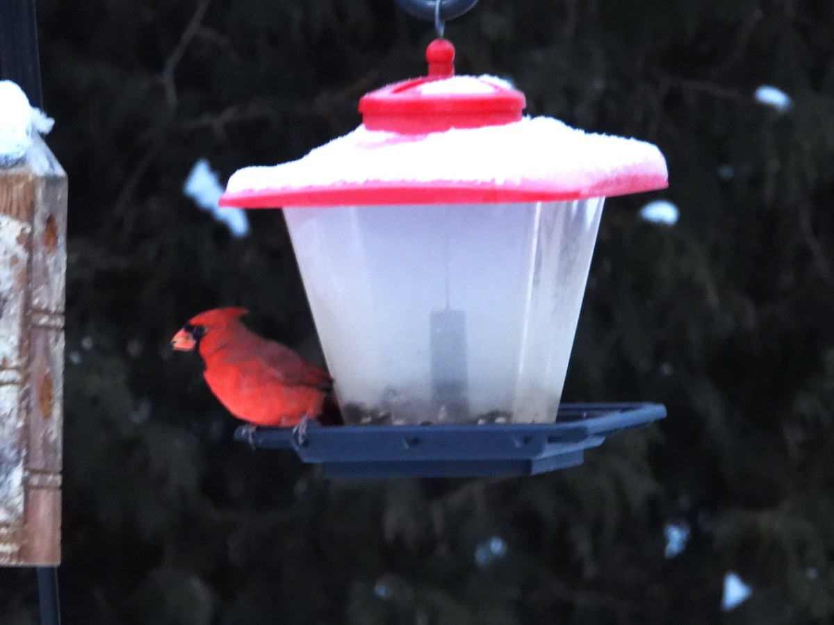 Northern Cardinal - ML628100991