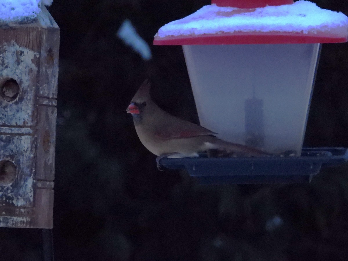 Northern Cardinal - ML628100997