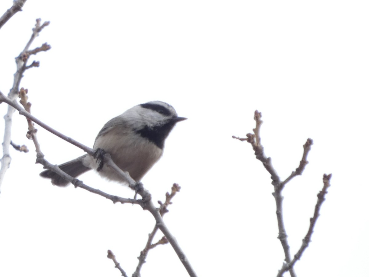 Mountain Chickadee - ML628101039
