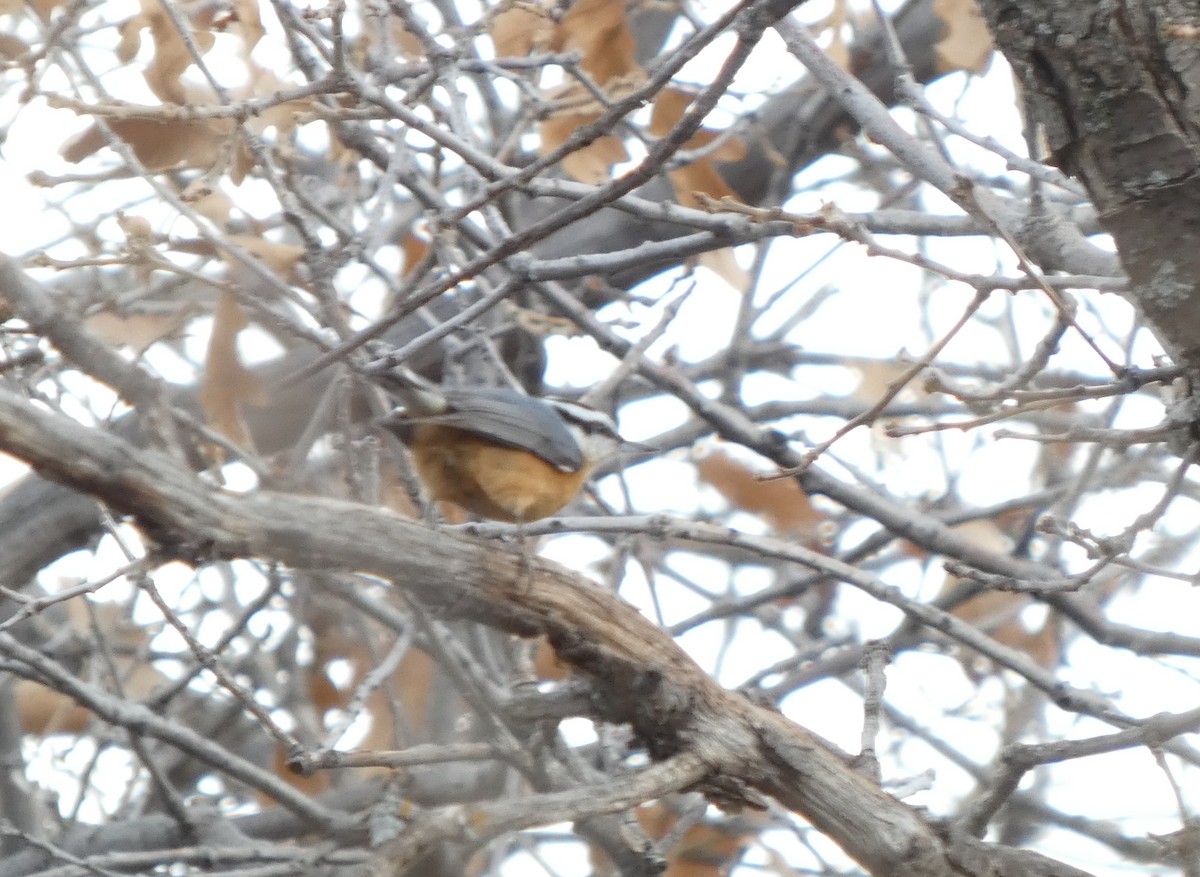 Red-breasted Nuthatch - ML628101043